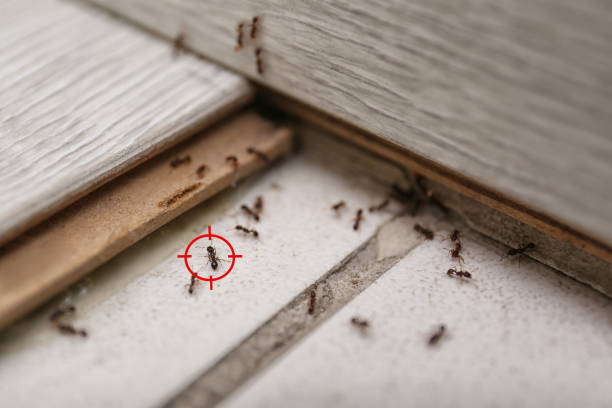 Best Emergency Pest Control  in Lewes, DE