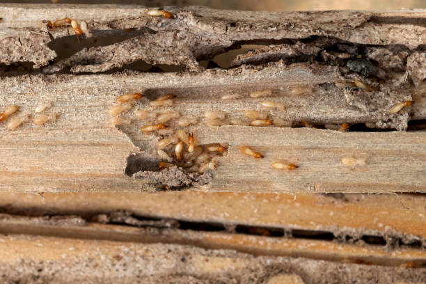 Best Termite Control Services  in Lewes, DE